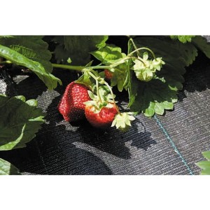 Mata przeciw chwastom 1x50m wysokiej jakości Rutland RTL5235000K