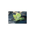 Mata przeciw chwastom 1x12m 100gm mocna Rutland RTL5234980K